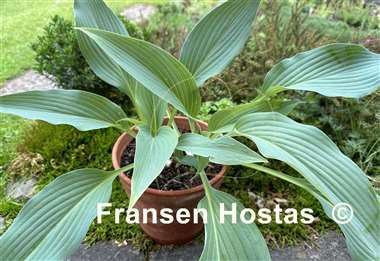 Hosta Feathervane